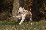GOLDEN RETRIEVER 818